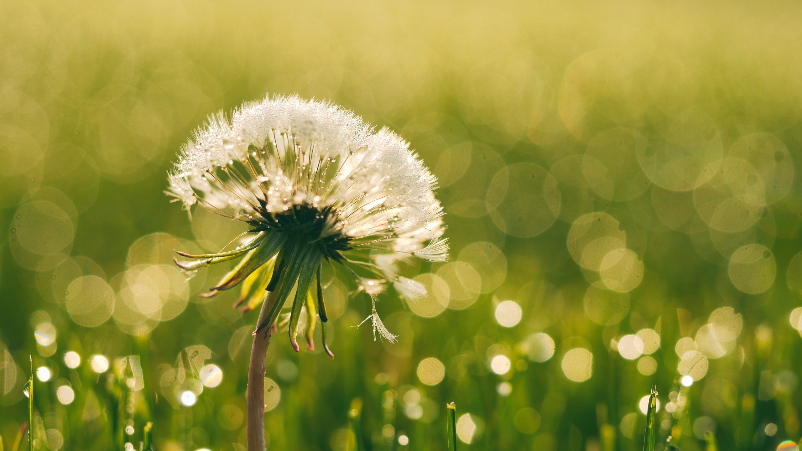 Paardenbloem